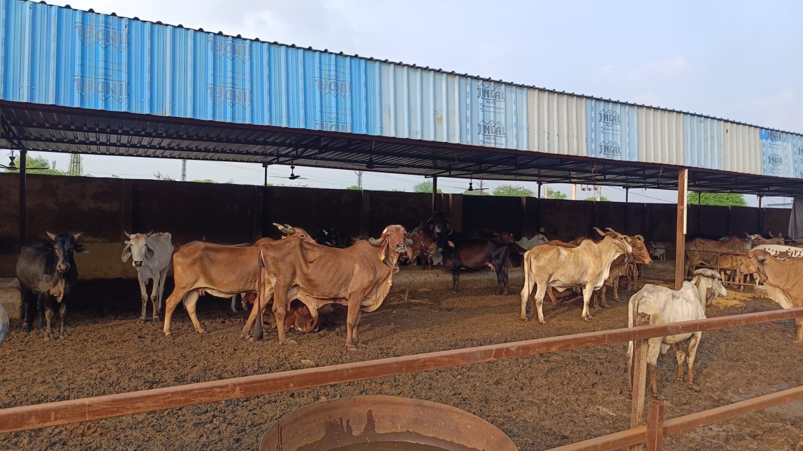 animal_welfare Welfare 1